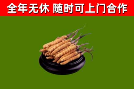 泰兴回收冬虫夏草