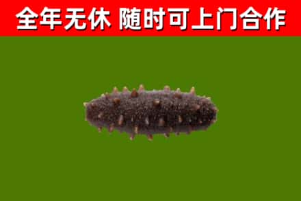 泰兴回收海参干